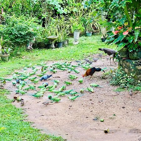 Bird House Homestays Tangalle Exterior photo
